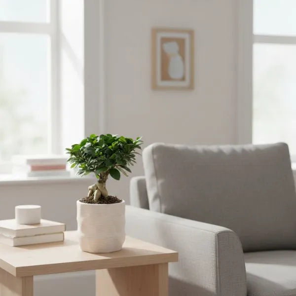 Ficus Ginseng bonsai in vaso alto in ceramica su tavolino da salotto moderno, pianta da interno decorativa