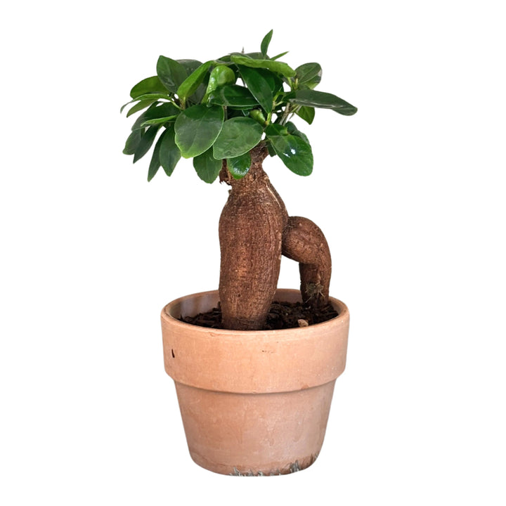 Ficus Ginseng bonsai in vaso di terracotta, visto frontalmente, con foglie verdi lucide e radici aeree pronunciate
