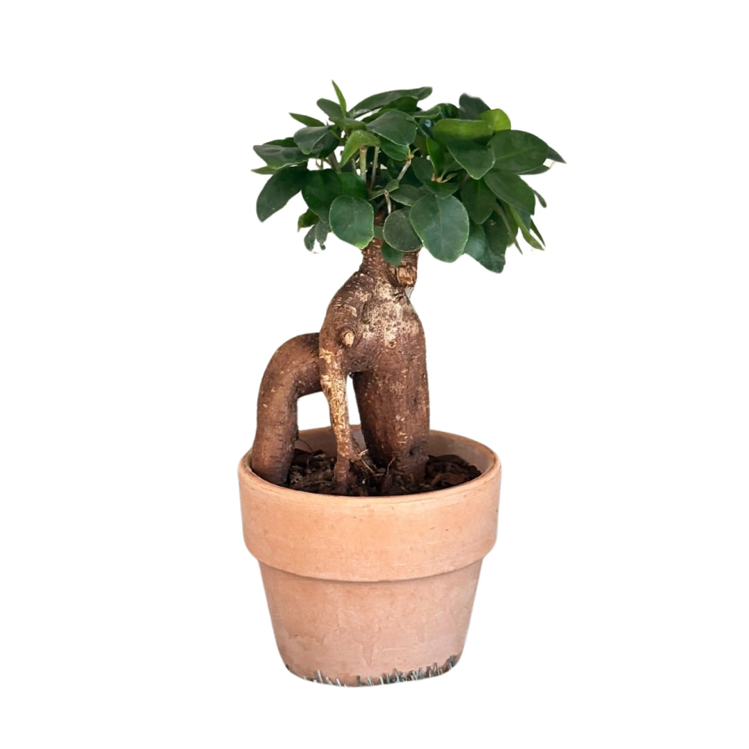Ficus Ginseng bonsai in vaso di terracotta, vista posteriore, con fusto modellato e chioma compatta di foglie verde scuro