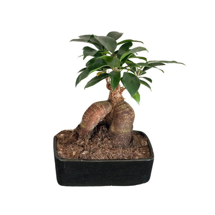 Ficus Ginseng in vaso rettangolare nero, con tronco doppio e foglie verdi lucide, pianta da interno ideale per arredamento e benessere