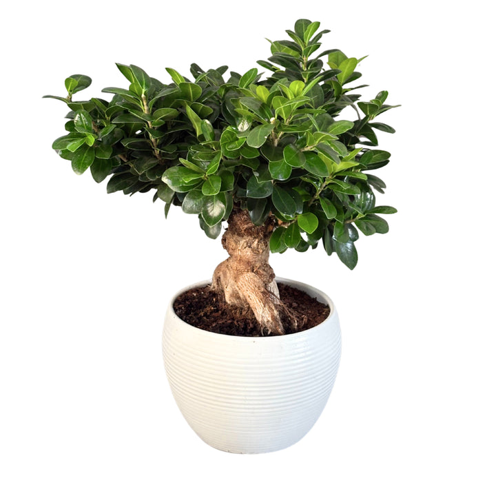 Pianta Ficus Ginseng bonsai fotografata lateralmente, con foglie verdi lucide e vaso bianco decorativo.