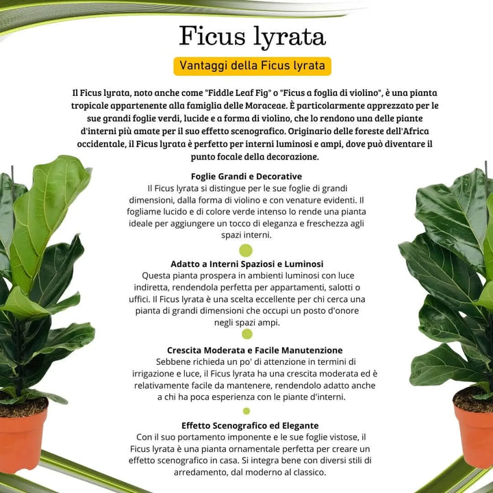 Ficus Lyrata 90 cm Pianta da Interno Giardini di Giulia — i Giardini di ...