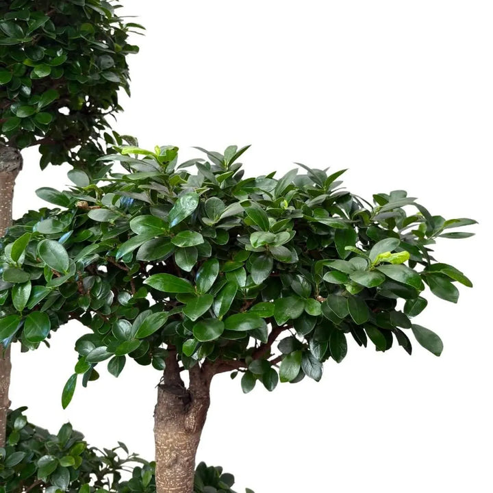 Chioma del Ficus Microcarpa Multiroot Shape, foglie fitte e lucide con crescita ordinata

