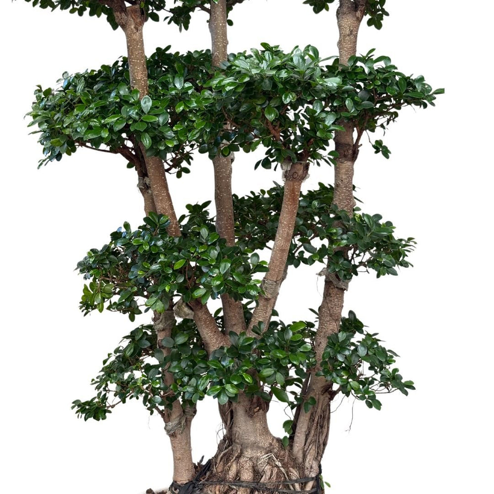 Ficus Microcarpa Multiroot Shape D.50 H.220 - i Giardini di Giulia