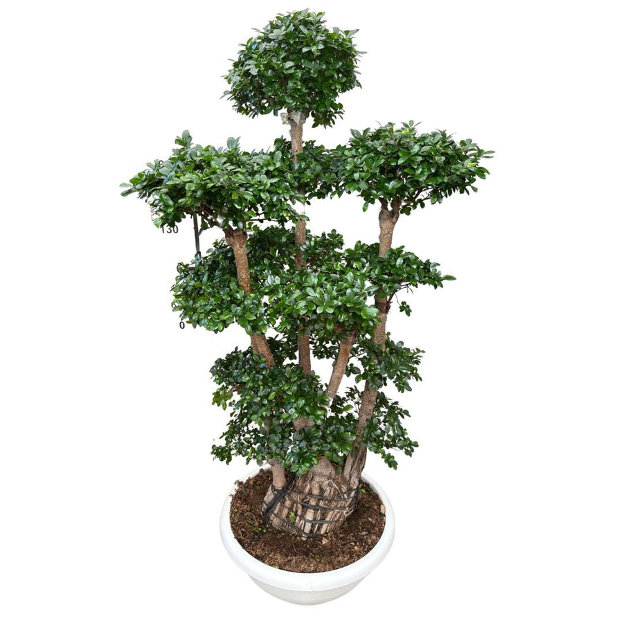 Ficus Microcarpa Multiroot Shape D.50 H.220 - i Giardini di Giulia