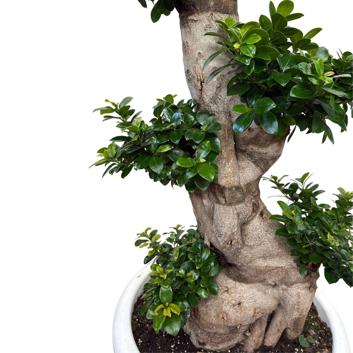 Particolare della base e del tronco modellato del bonsai Ficus Microcarpa