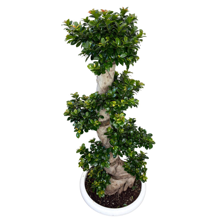 Ficus Microcarpa S Shape D. 50 H. 160 - i Giardini di Giulia