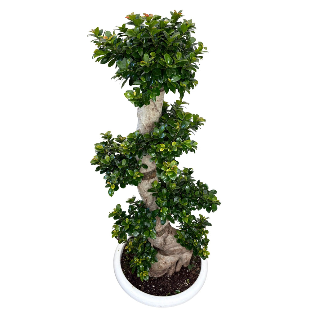 Vista dall’alto del Ficus Microcarpa bonsai con tronco a S e chioma compatta