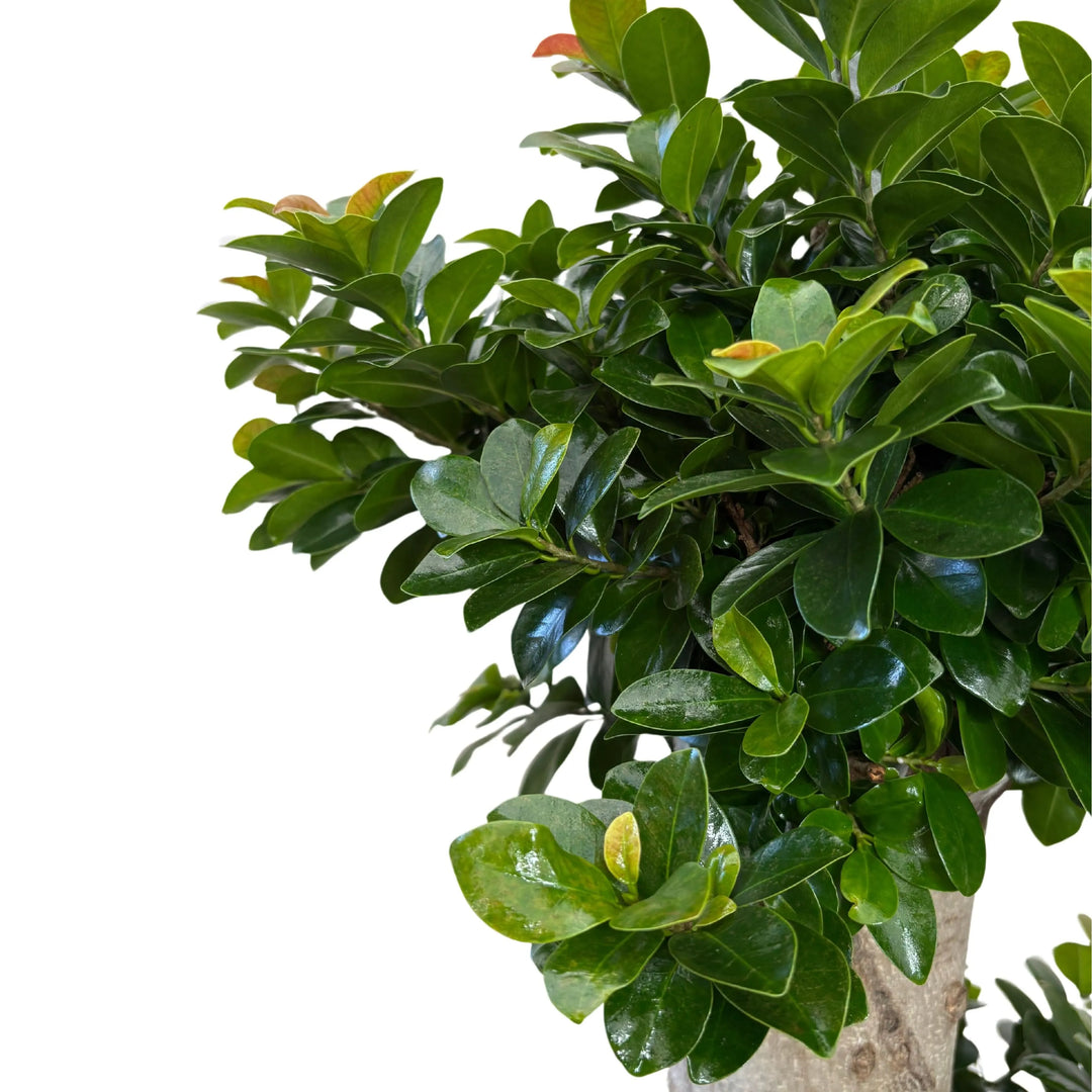 Dettaglio delle foglie lucide e verdi del Ficus Microcarpa S-Shape