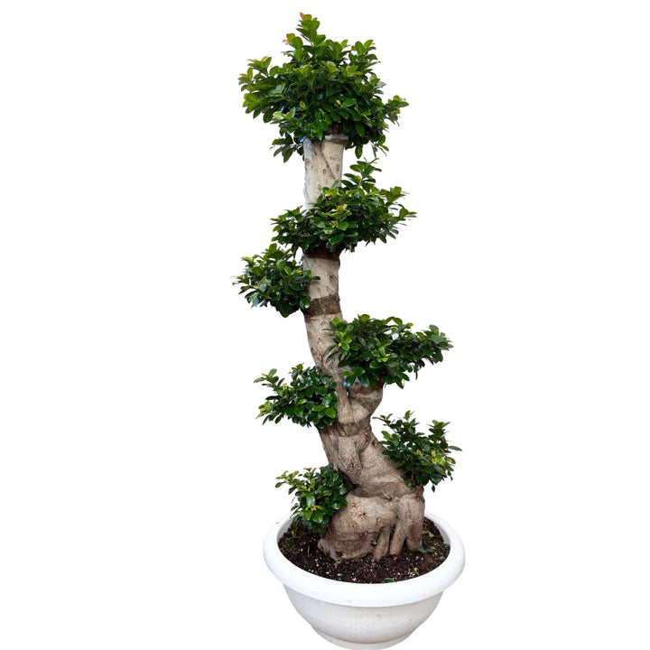 Ficus Microcarpa S-Shape in vaso bianco, bonsai da interno alto 160 cm