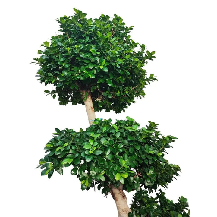 Primo piano della chioma folta e verde lucido del bonsai