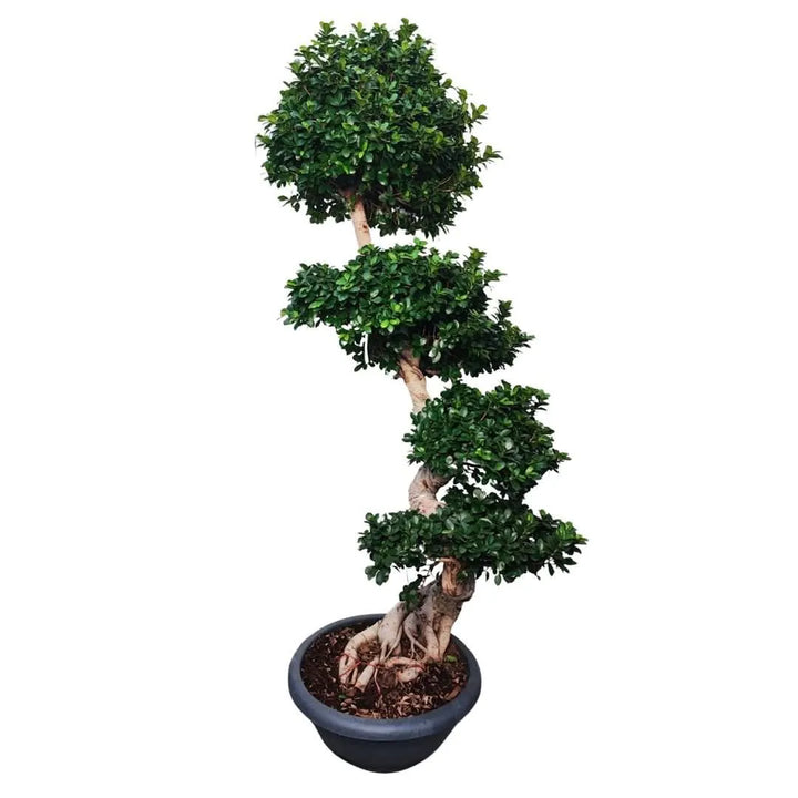 Bonsai Ficus Microcarpa S-Shape in vaso nero, vista frontale intera