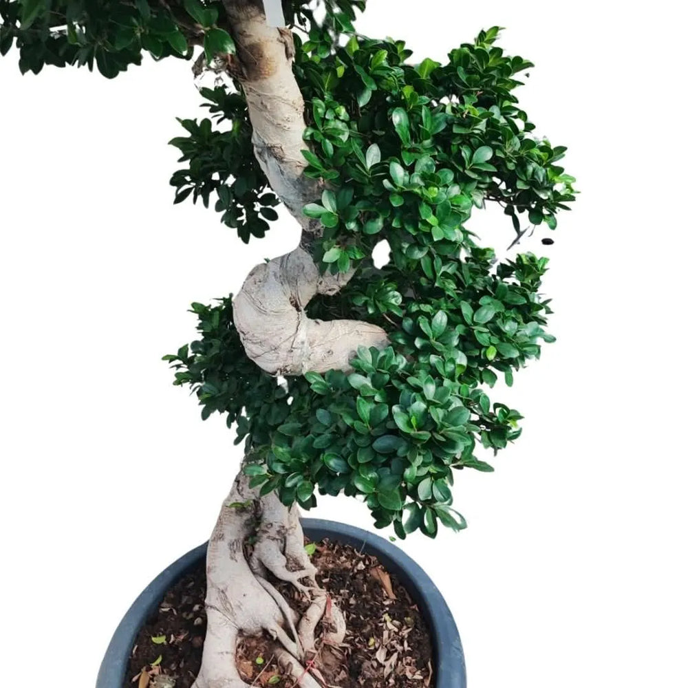 Dettaglio del tronco scolpito a S del Ficus Microcarpa