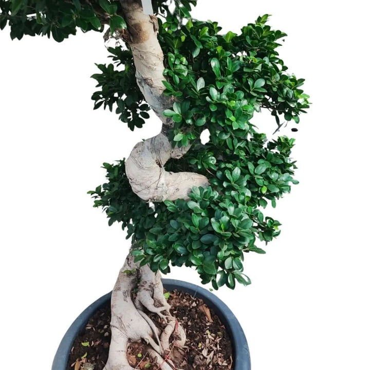 Dettaglio del tronco scolpito a S del Ficus Microcarpa