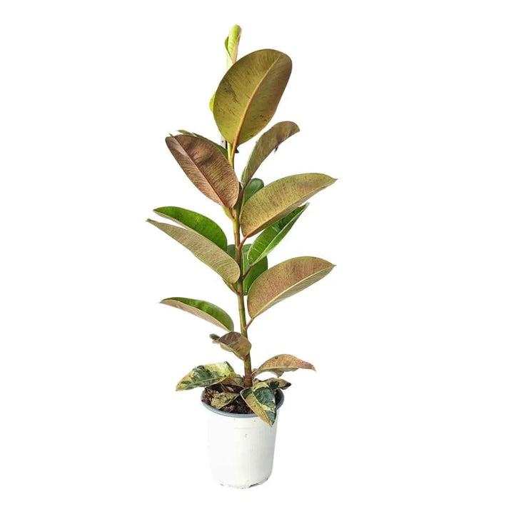 Ficus moraceae - i Giardini di Giulia