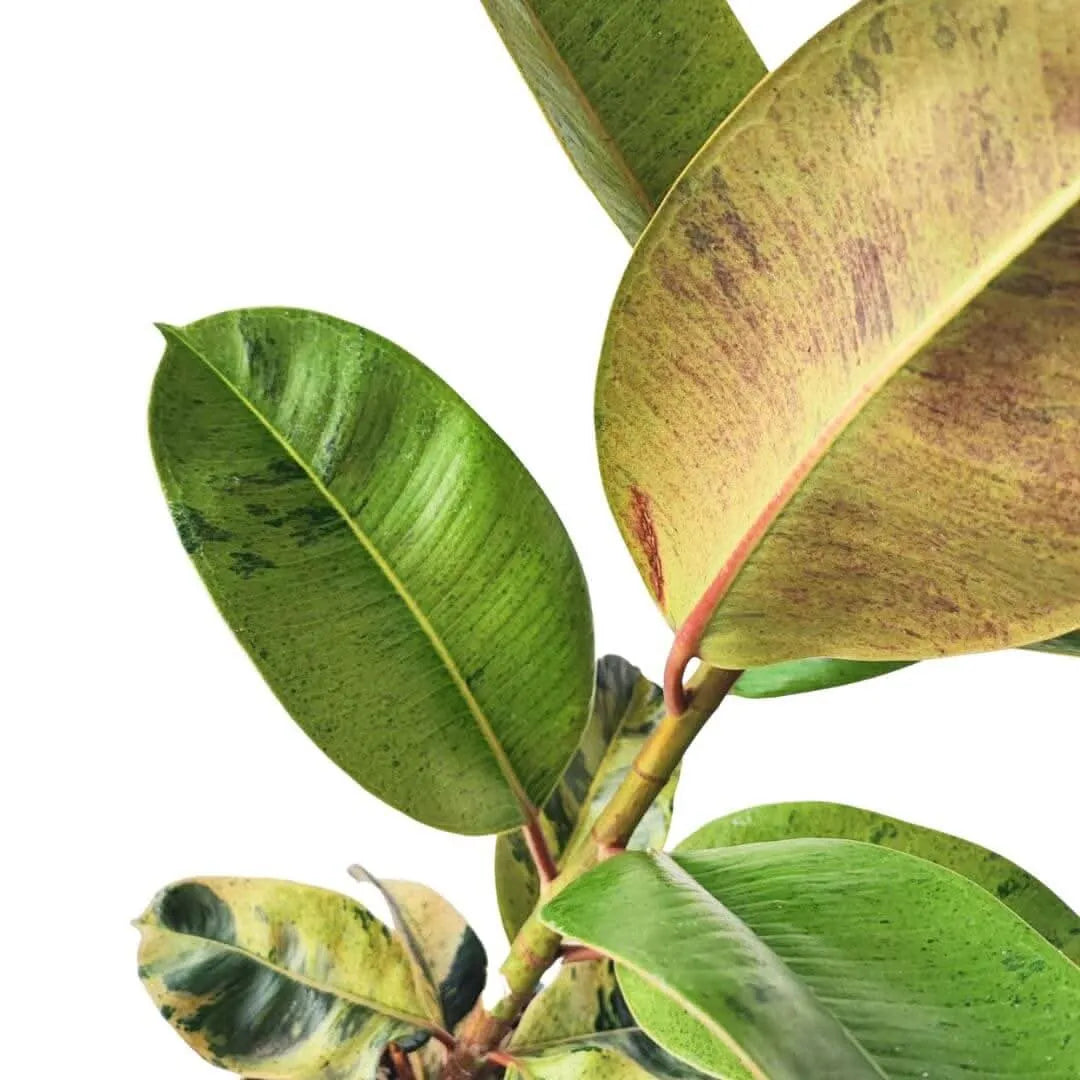 Ficus moraceae - i Giardini di Giulia