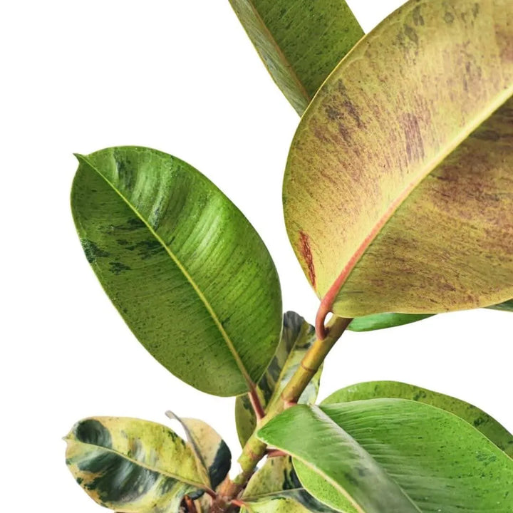 Ficus moraceae - i Giardini di Giulia