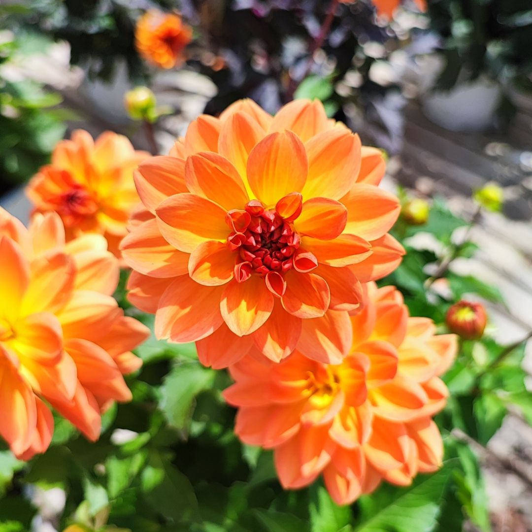 Dalia arancione intensa con centro rosso – Close-up su petali vivaci di una pianta da esterno perfetta per balconi e aiuole.