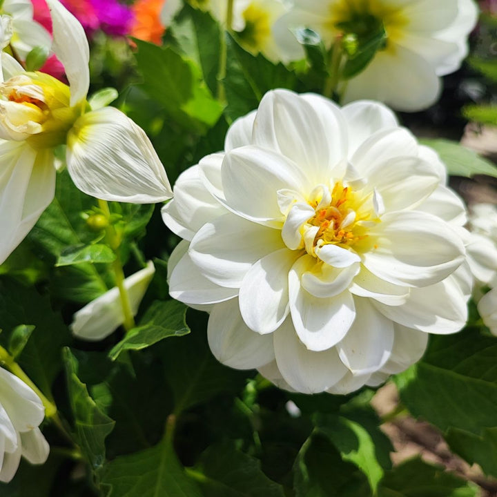 Fiore di Dalia bianco in primo piano – dettaglio ravvicinato dei petali con centro giallo, su sfondo di foglie verdi.
