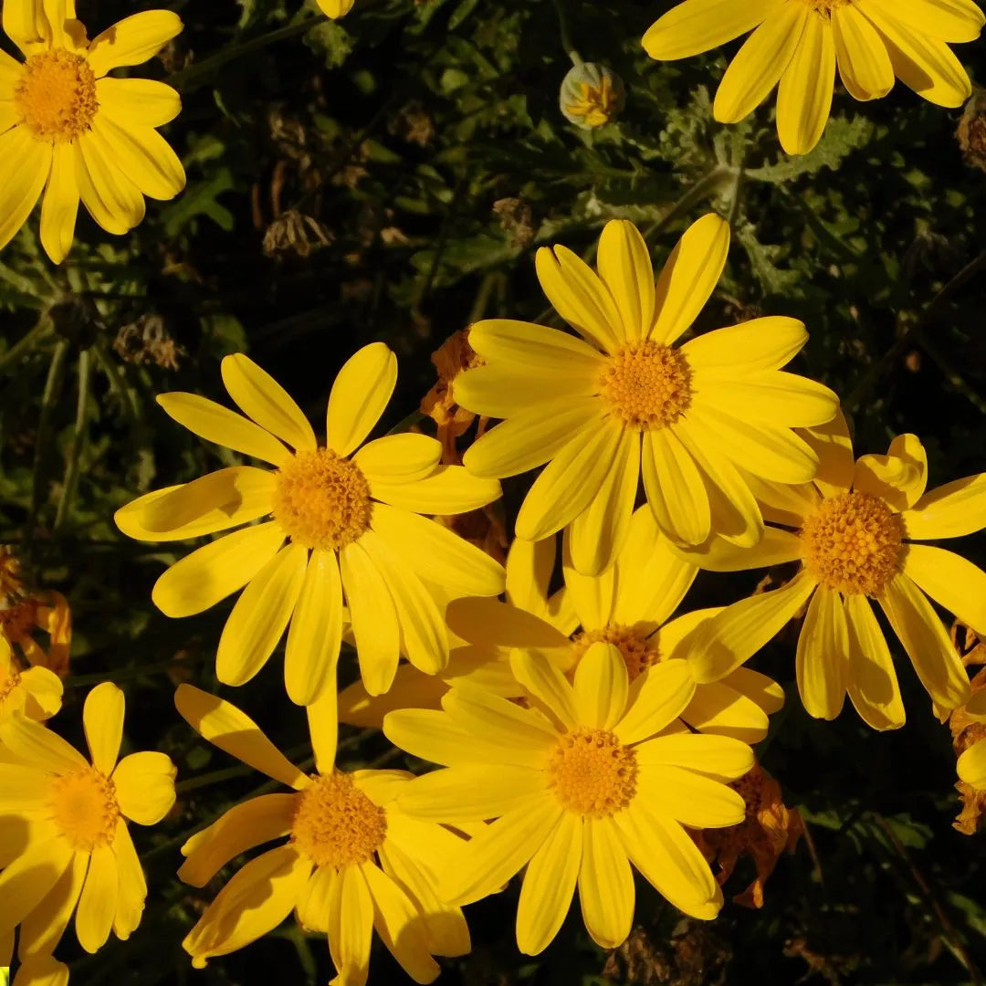 Piante di Euryops Pectinatus Vaso 18cm - i Giardini di Giulia  
