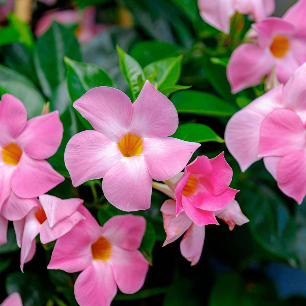 Fiore rosa di Dipladenia in primo piano con petali a forma di stella e centro giallo, circondato da foglie verde lucido