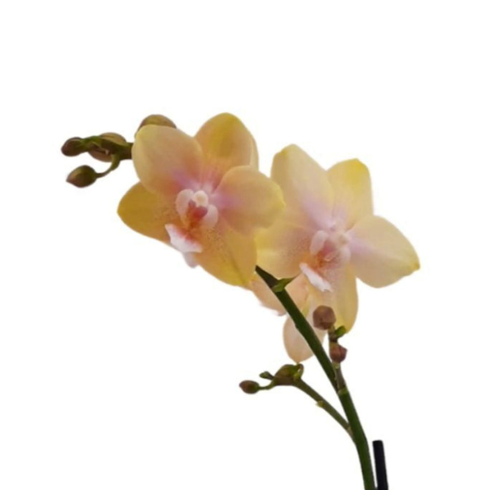 Dettaglio dei fiori gialli con sfumature rosa di un’Orchidea profumata Phalaenopsis