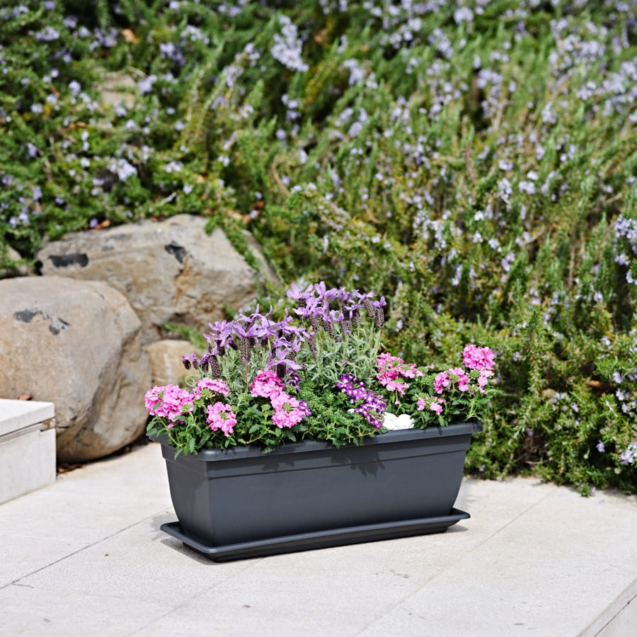 Fioriera rettangolare grigia con fiori rosa e viola, posizionata all’esterno su pavimentazione vicino a rocce e piante di rosmarino.