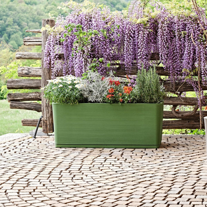 Fioriera rettangolare verde con piante aromatiche e fiori davanti a pergolato con glicine.