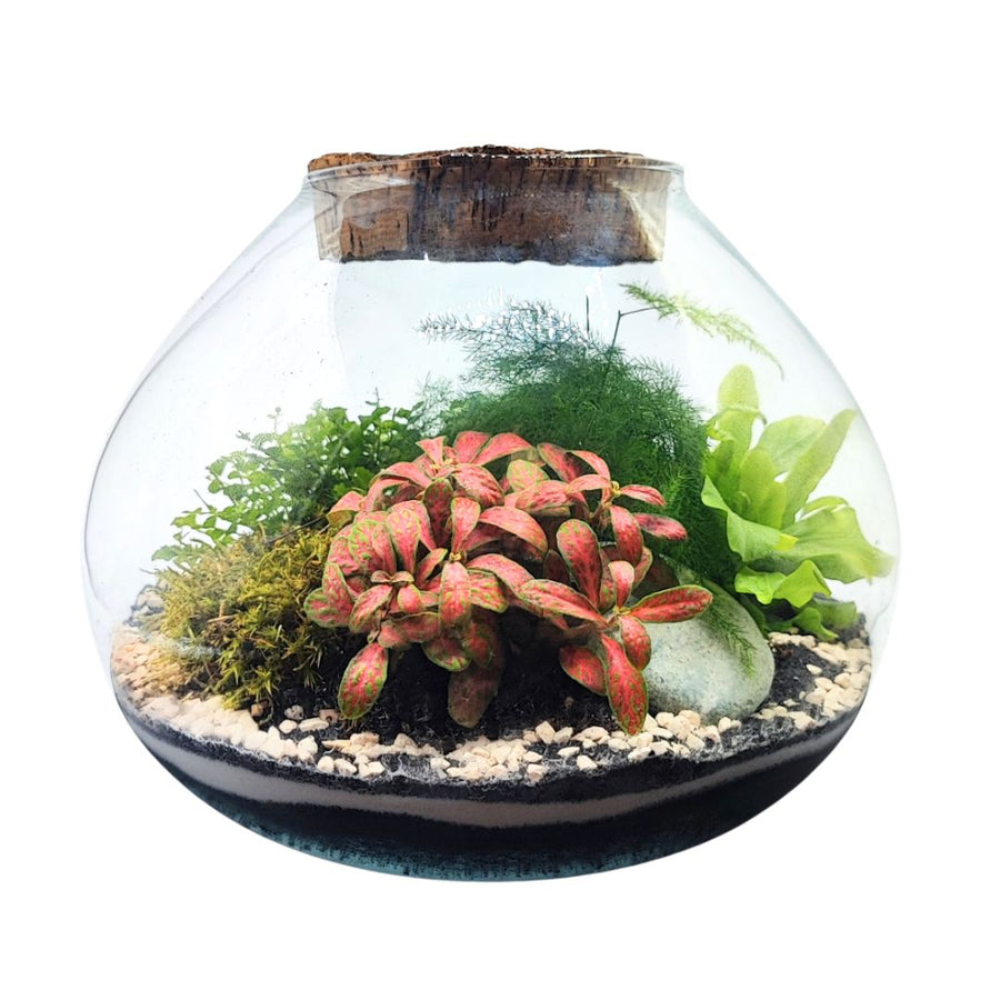  Dettaglio ravvicinato della Fittonia rossa nel terrarium Ariel, con foglie decorative a contrasto verde e rosa