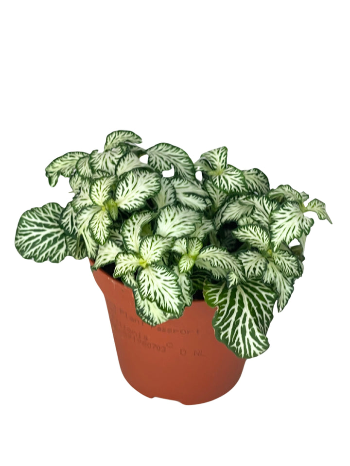 L'immagine mostra una pianta di Fittonia in un vaso di plastica marrone. Le foglie sono di un verde intenso con venature bianche molto marcate, che creano un bel contrasto visivo. La pianta appare rigogliosa e ben curata.