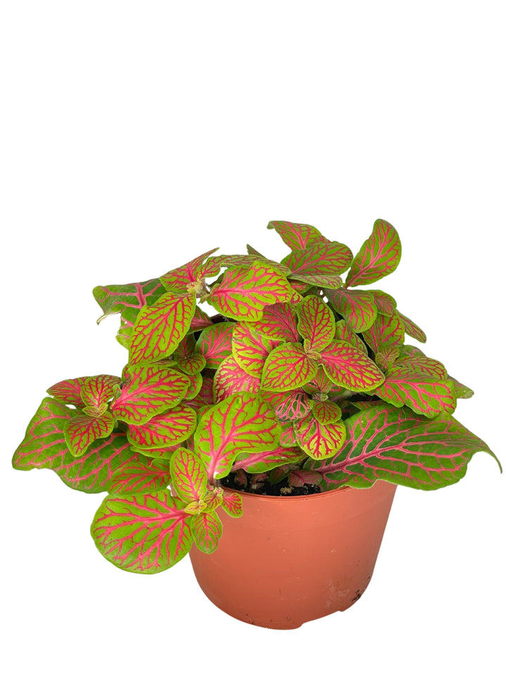 L'immagine mostra una pianta di Fittonia in un vaso di plastica marrone. Le foglie sono verdi con venature molto evidenti di colore rosa acceso. La pianta appare compatta e piena, con foglie larghe e di forma ovale.