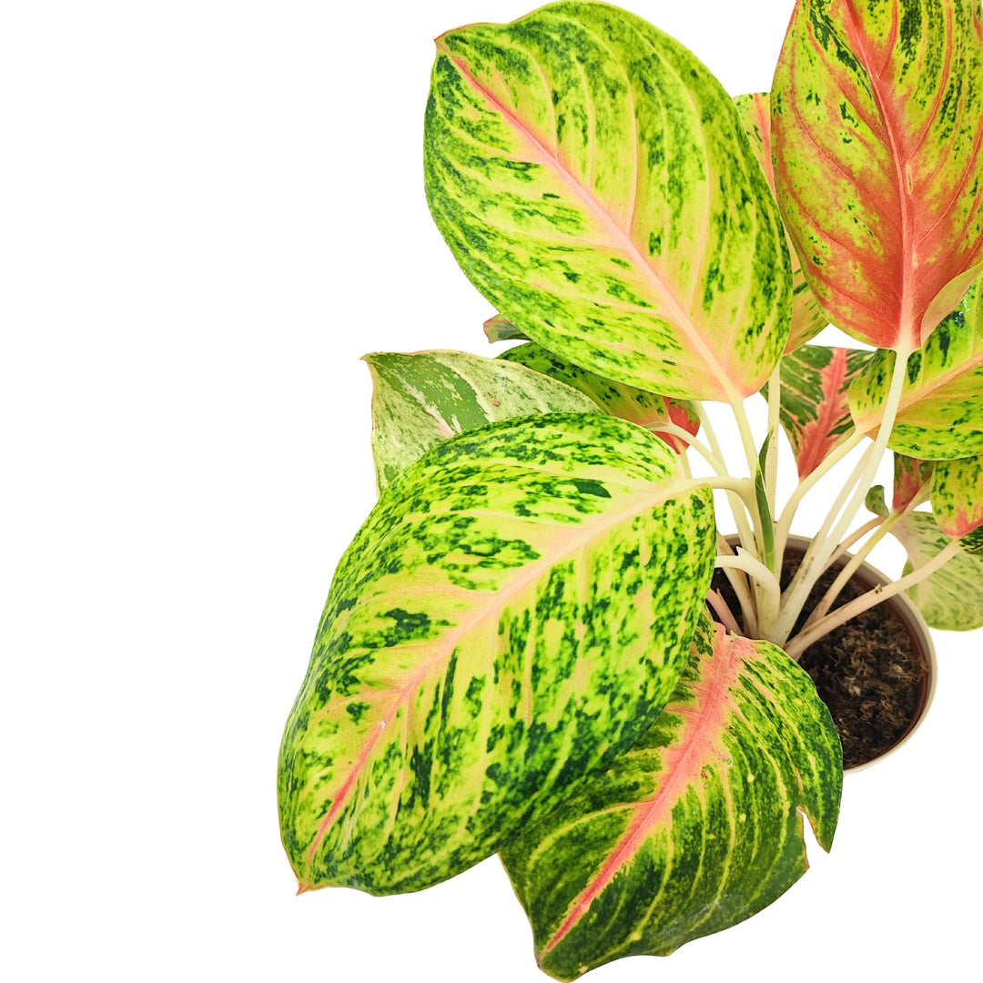 Dettaglio ravvicinato delle foglie variegate dell’Aglaonema Maha in kokedama, con venature rosa e margini verde intenso