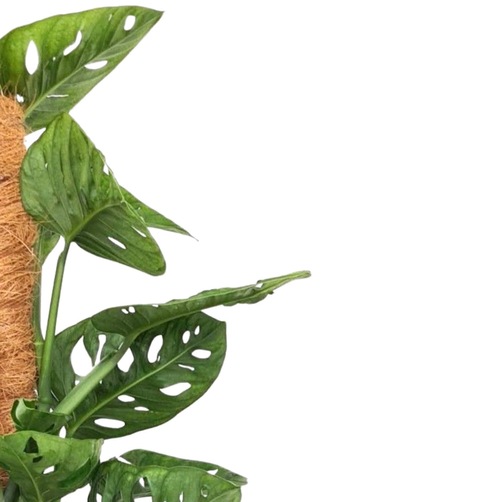 Dettaglio delle foglie forate della Monstera Adansonii, note anche come Swiss Cheese Plant per la loro forma originale