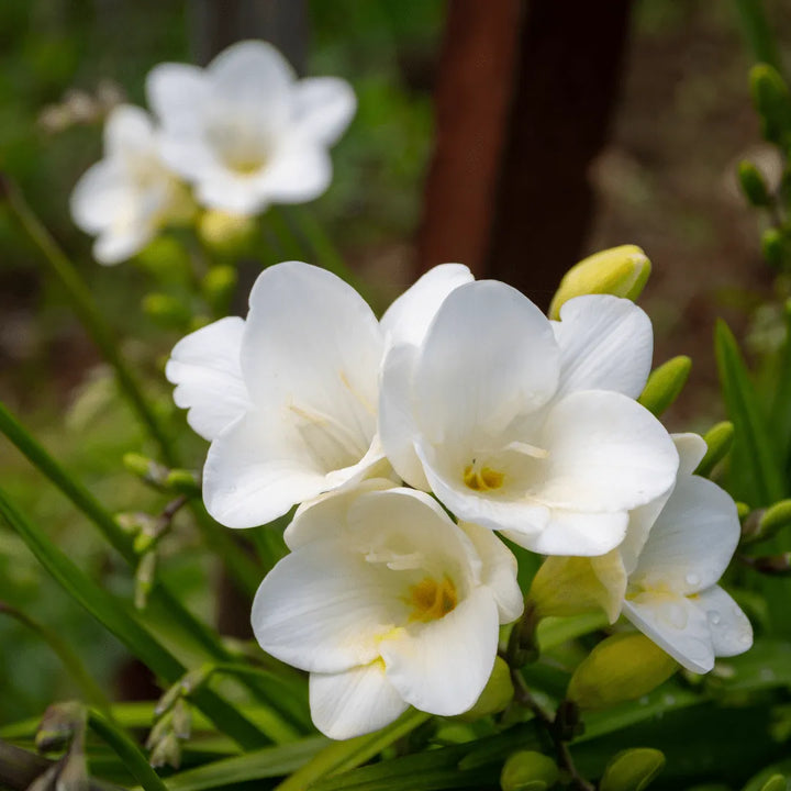 Dettaglio dei fiori bianchi della Fresia, eleganti e profumati