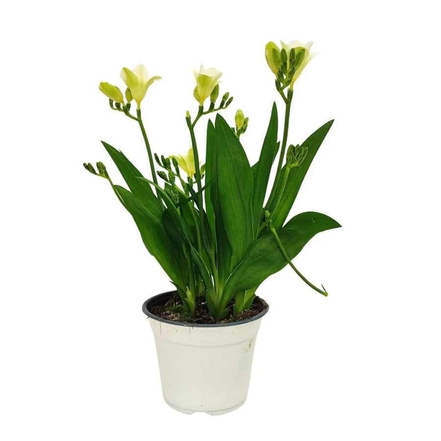 Fresia con fiori bianchi in vaso di 14 cm, altezza 45 cm