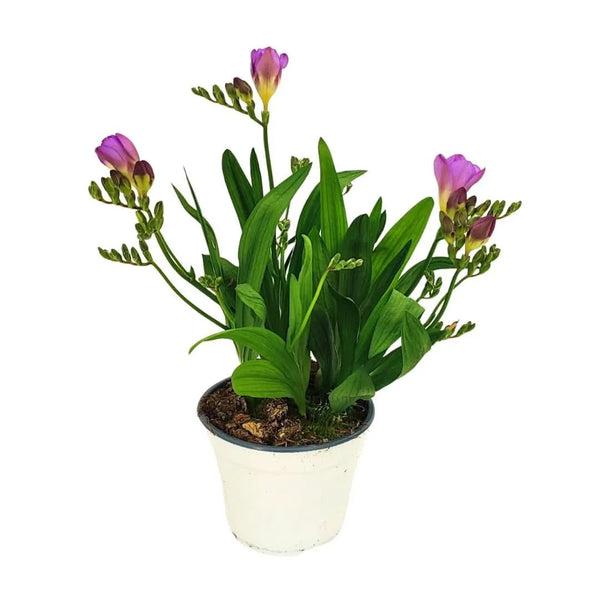 Fresia colori misti D.14 H. 30 cm