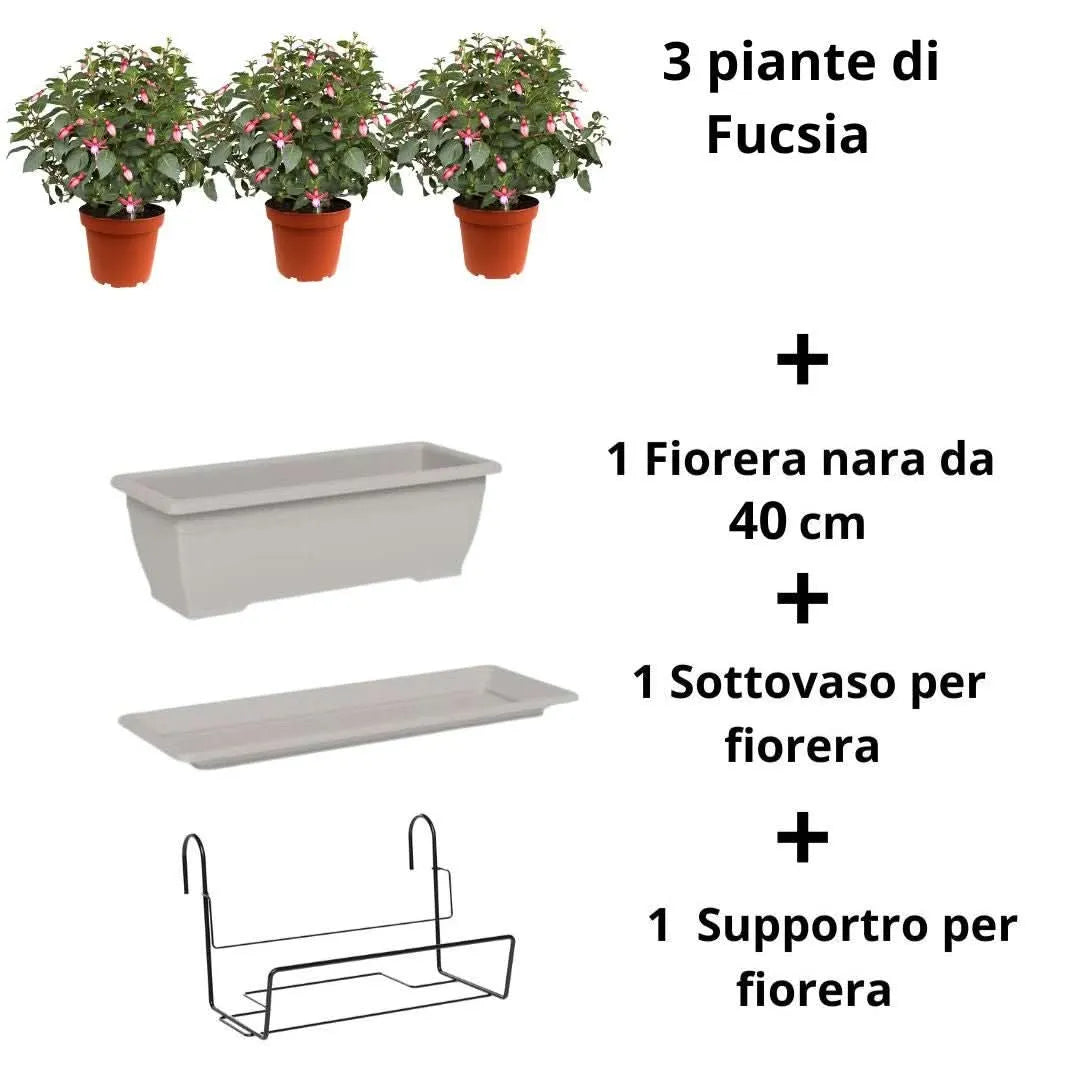 Contenuto kit: 3 piante Fucsia, fioriera, sottovaso, supporto – I Giardini di Giulia

