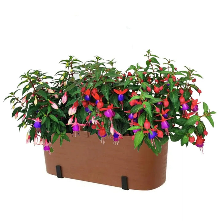 Fioriera marrone con Fucsia – piante decorative in fiore

