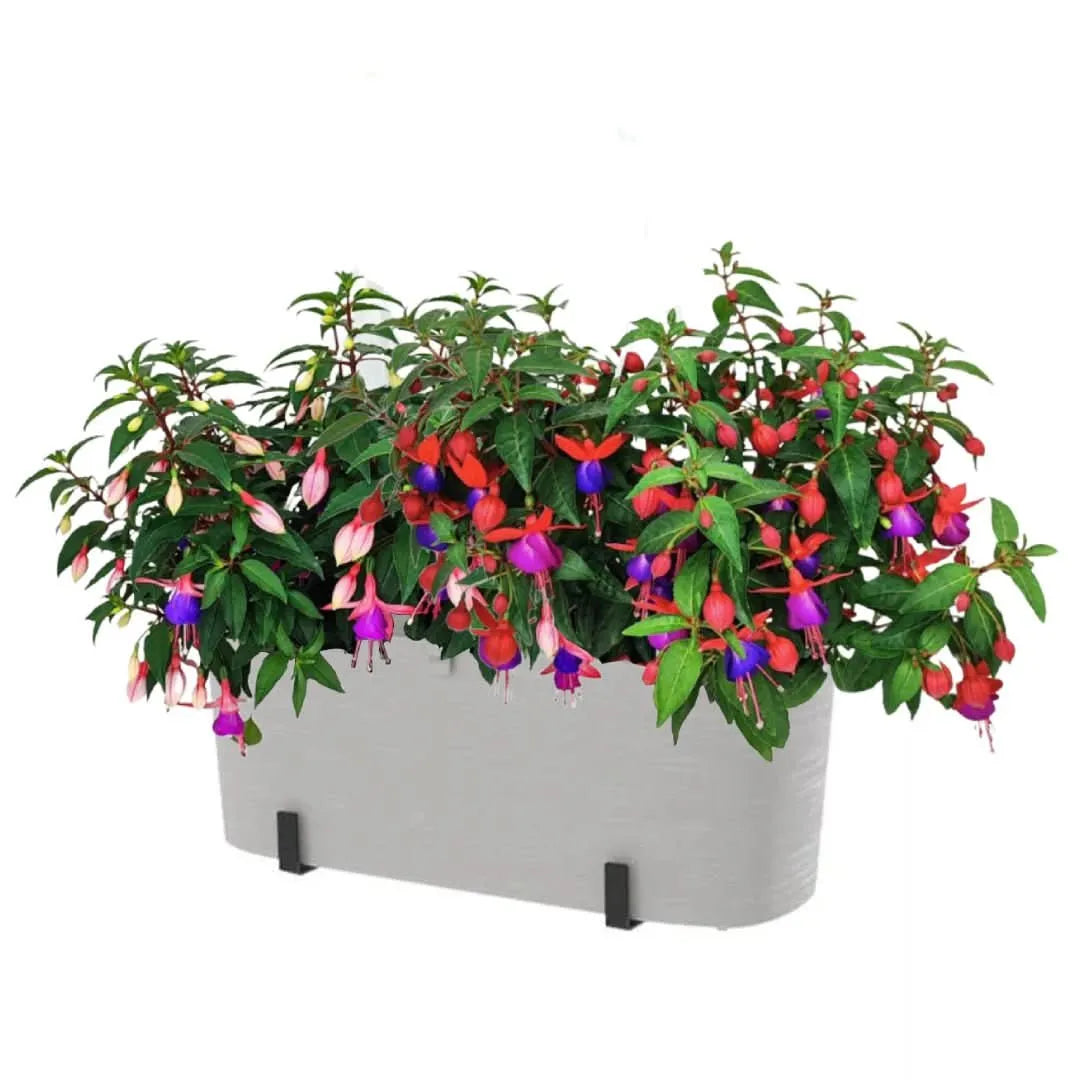 Fioriera Paros bianca con Fucsia in fiore – vista frontale