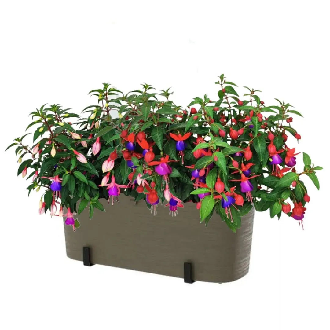 Fioriera effetto legno chiaro con Fucsia – balcone fiorito

