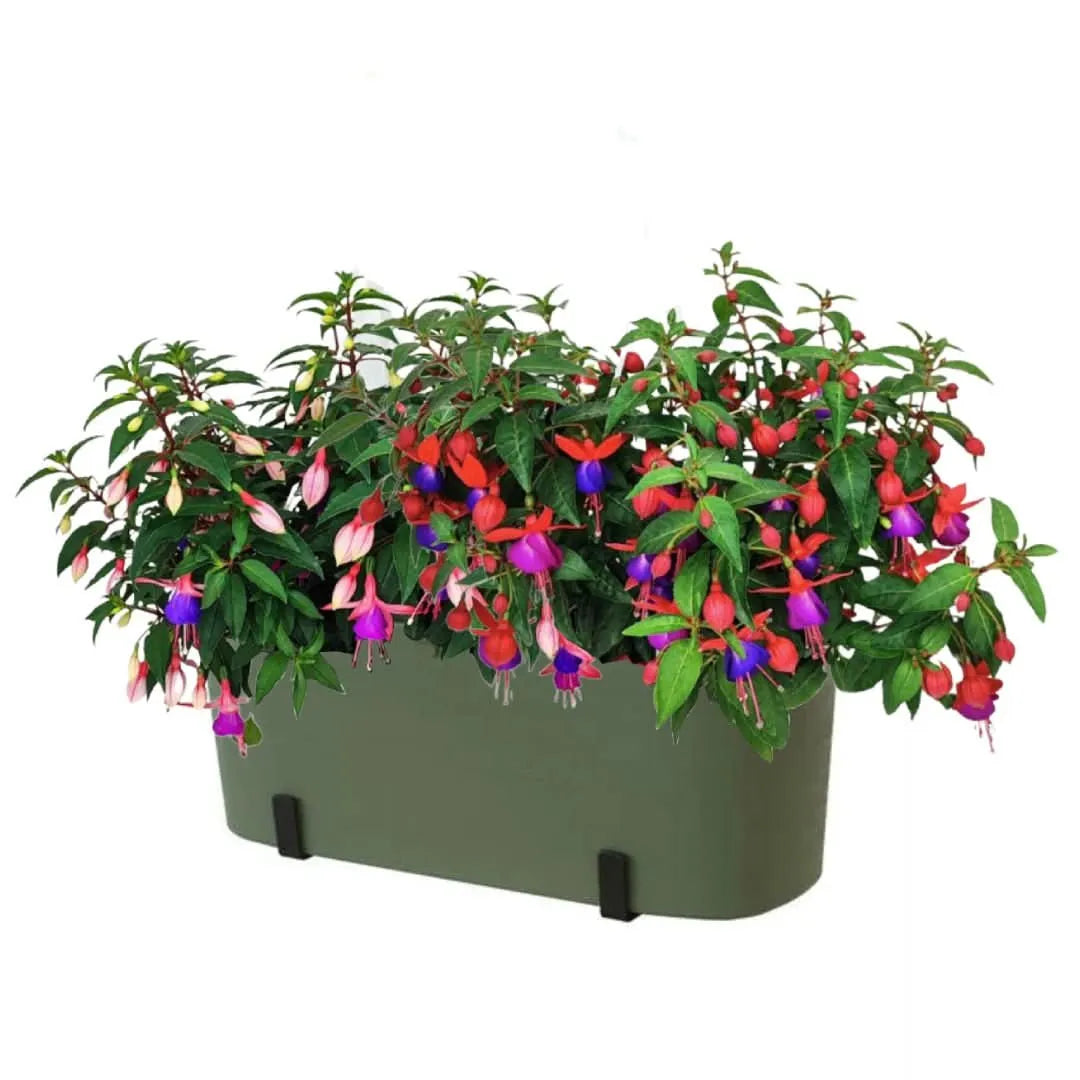 Fioriera verde con Fucsia – fioritura abbondante

