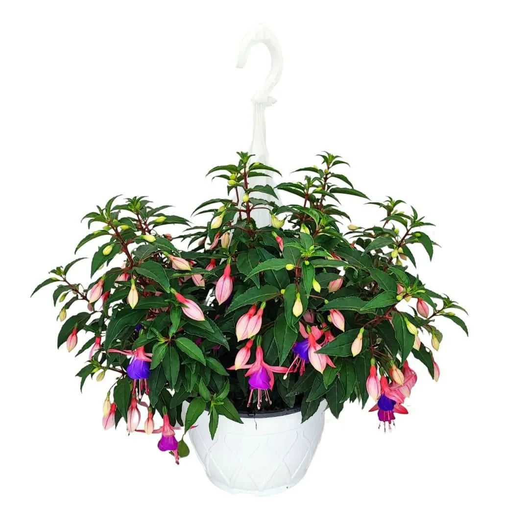 Fucsia ricadente in vaso basket bianco con fiori rosa e viola

