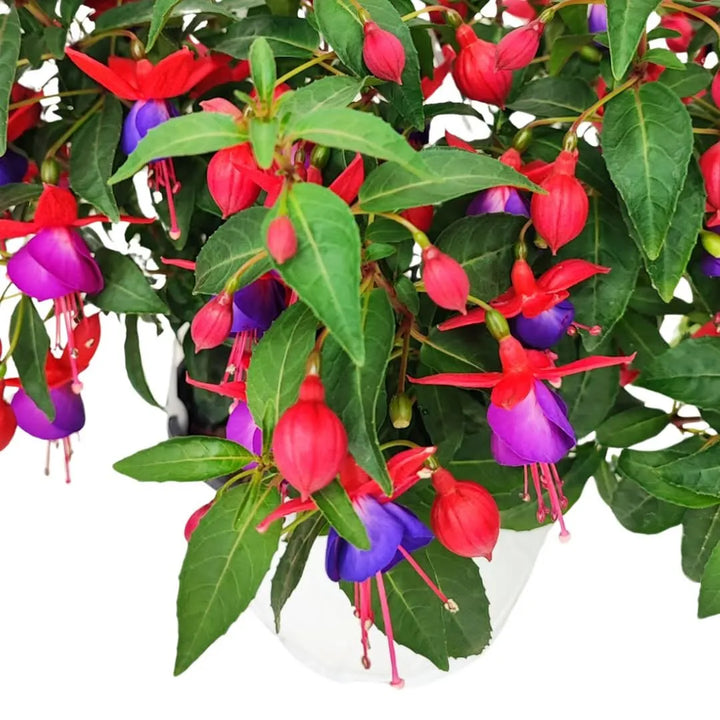 Dettaglio dei fiori di Fucsia rossi, viola e fucsia – primo piano

