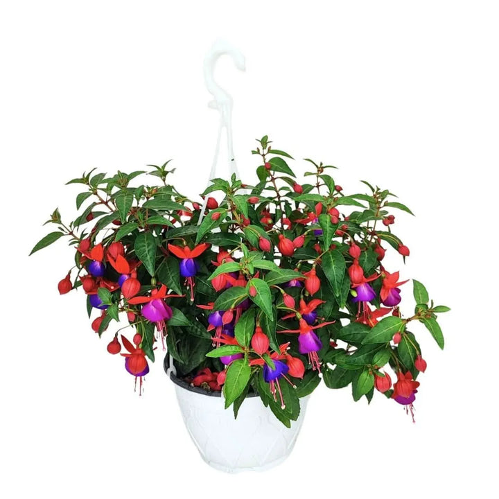 Pianta di Fucsia in vaso basket bianco con fiori rossi e viola

