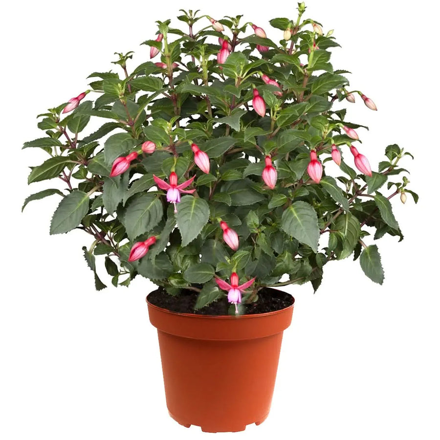 Pianta di Fucsia in vaso Ø14 cm con fiori pendenti rosa

