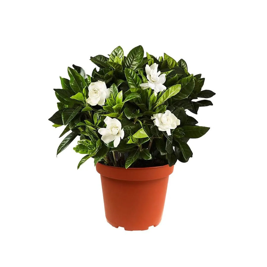Gardenia in vaso Ø14 cm, altezza 30 cm, con fiori bianchi profumati