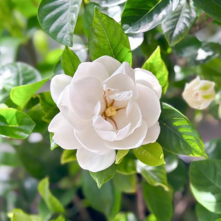 Primo piano del fiore di Gardenia, petali bianchi e profumati