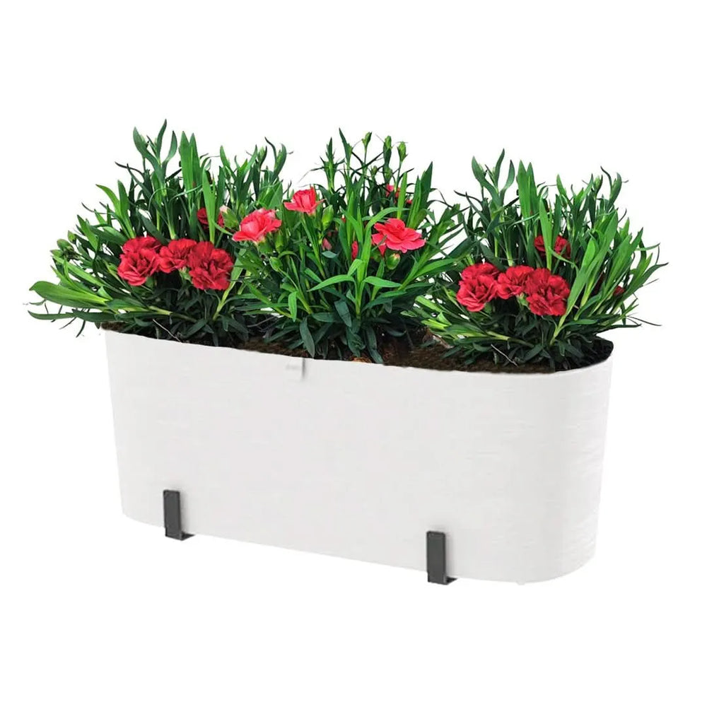 Kit Fioriera Paros 40 cm con 3 piante di Garofano, ideale per balconi