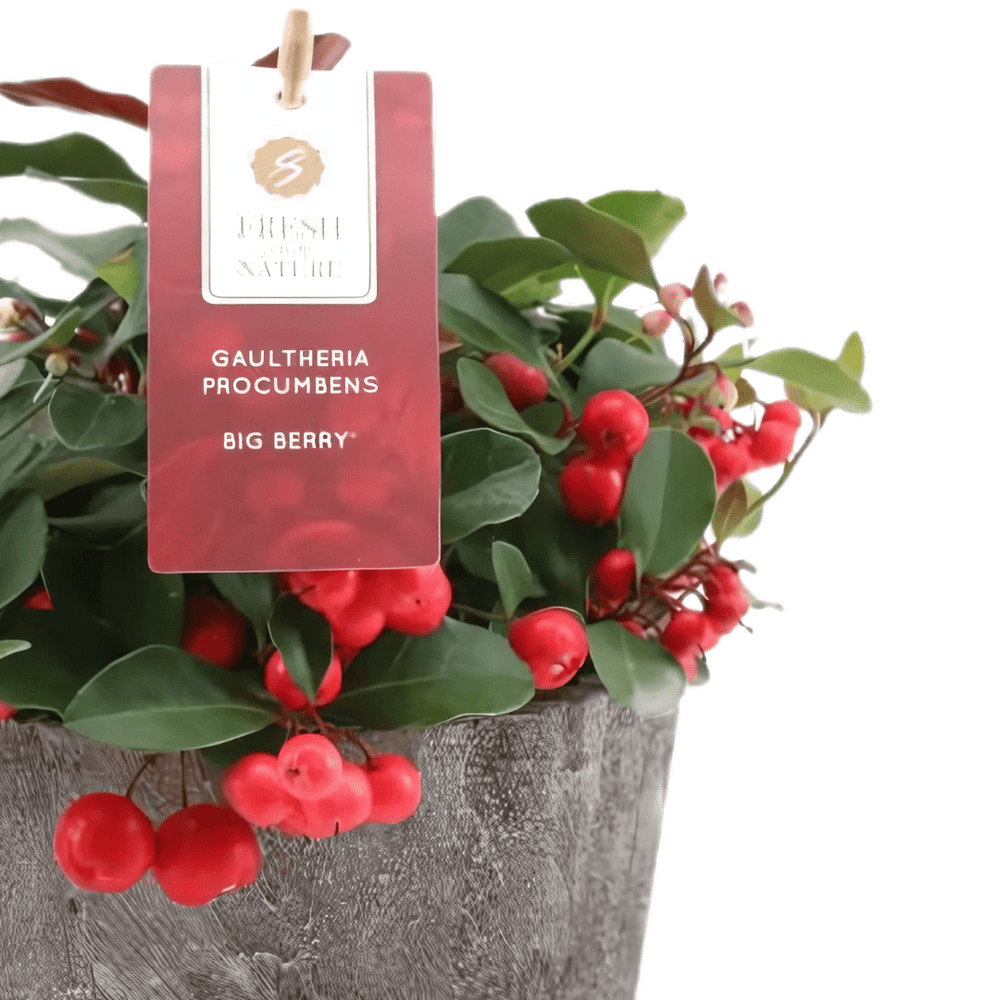 Gaultheria Big Berry D. 14 decorativo in legno - i Giardini di Giulia