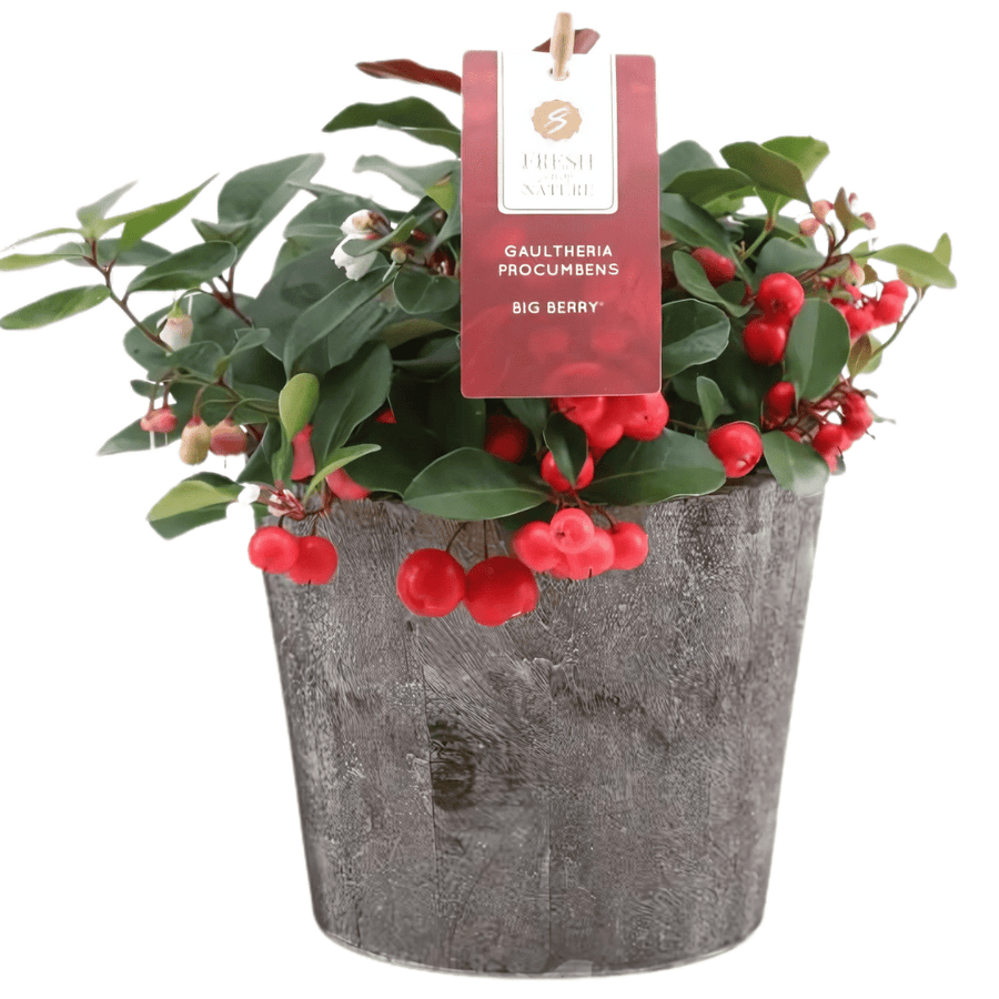 Gaultheria Big Berry D. 14 decorativo in legno - i Giardini di Giulia